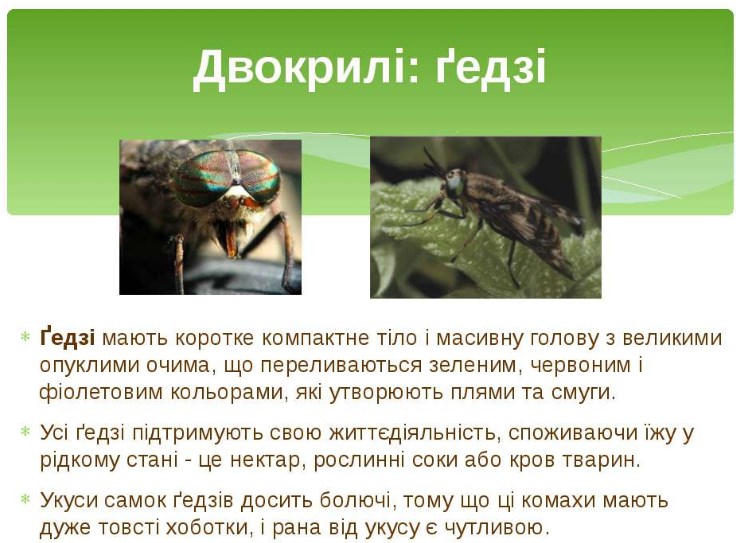 Гедзі