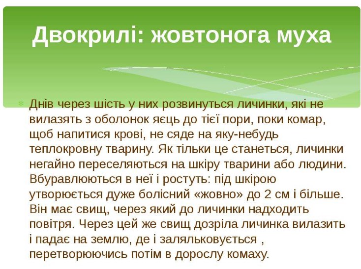Личинки жовтоногої мухи