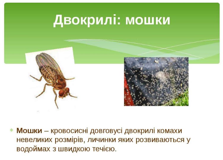 Мошки