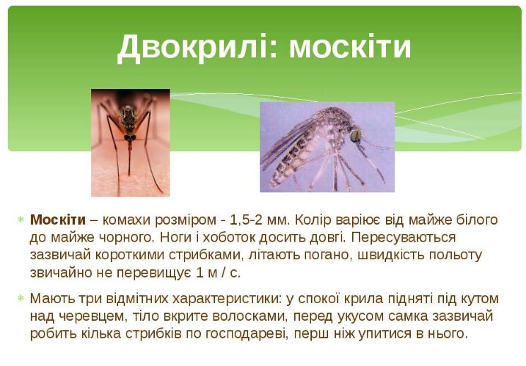 Москіти
