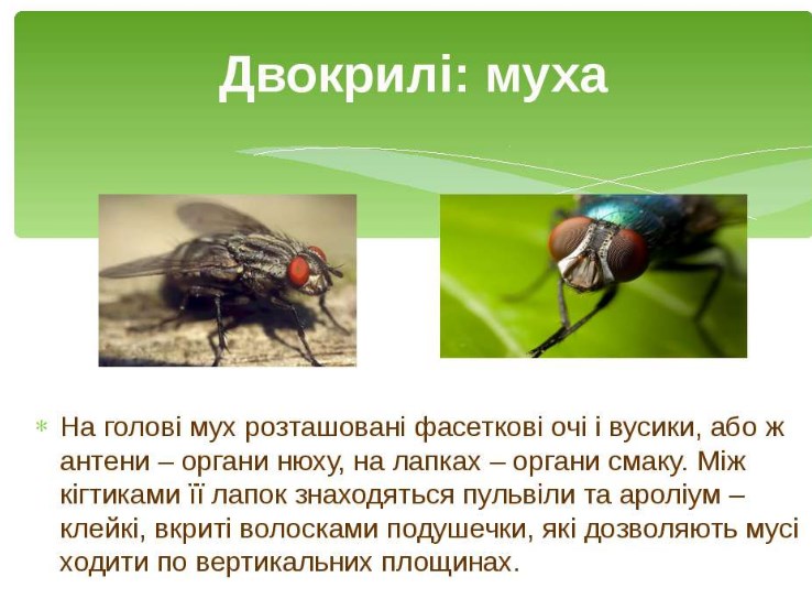 Мухи