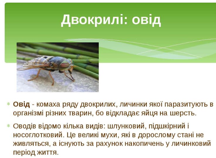 Овід