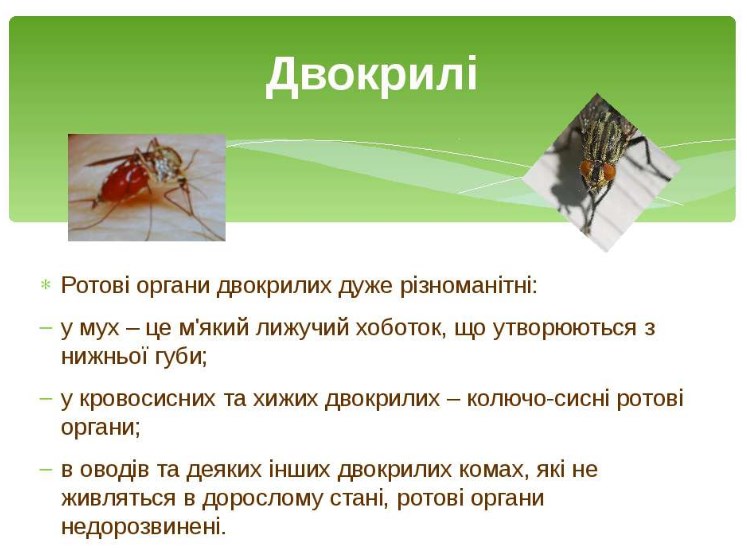 Ротові органи