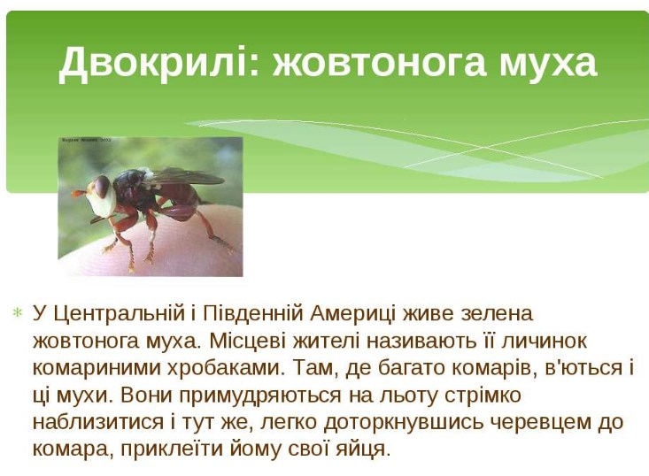 Жовтонога муха
